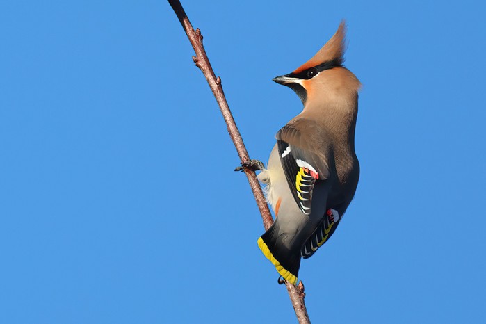 Waxwing