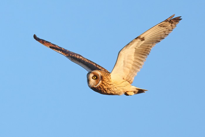 Short-eared Owl