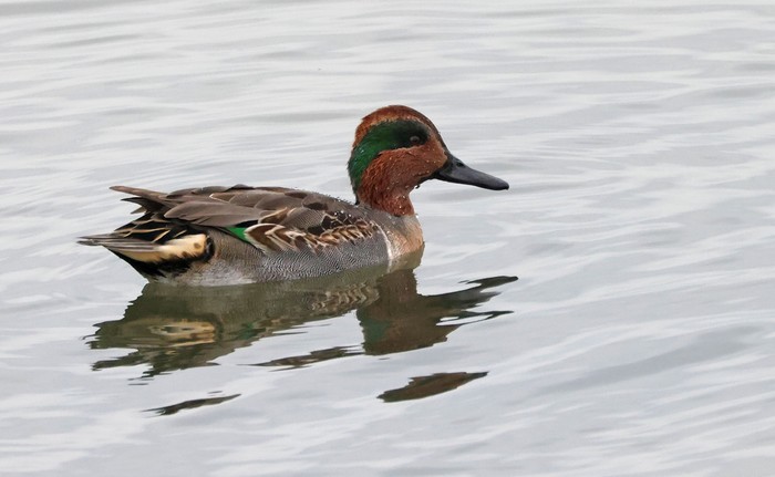 Green-winged Teal