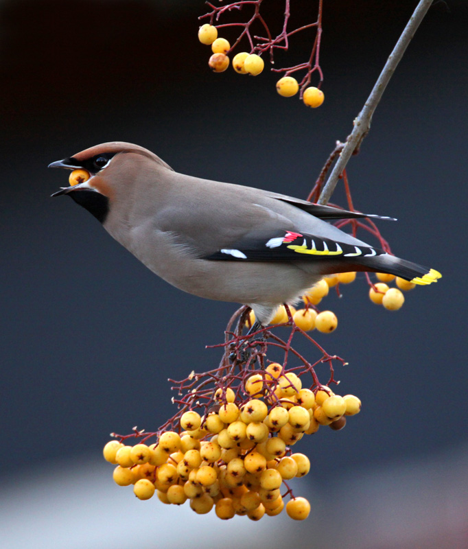 Waxwing