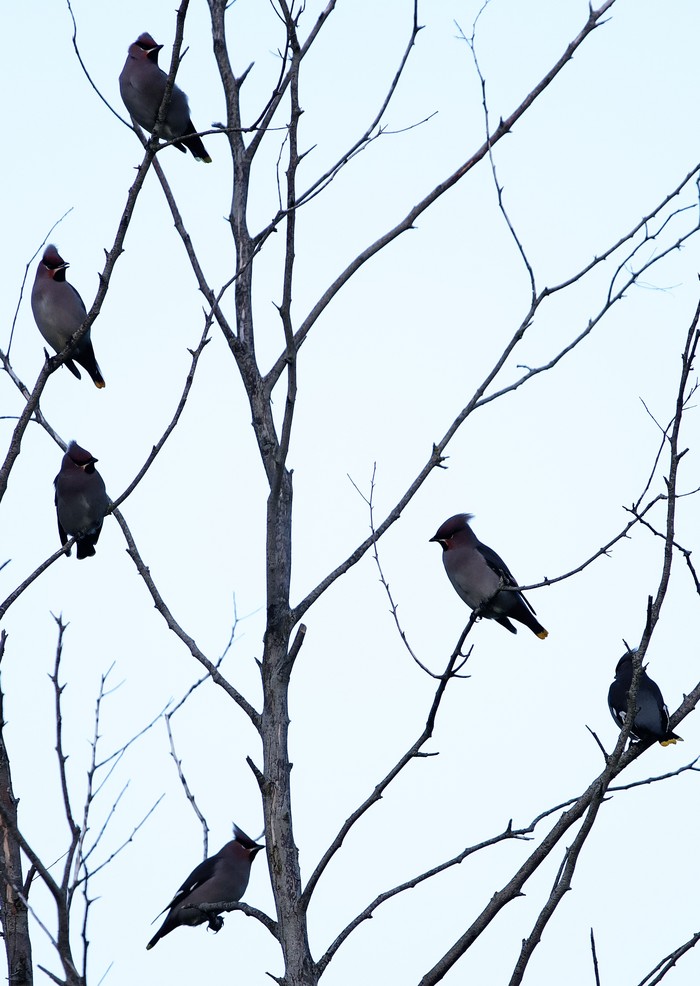 Waxwing