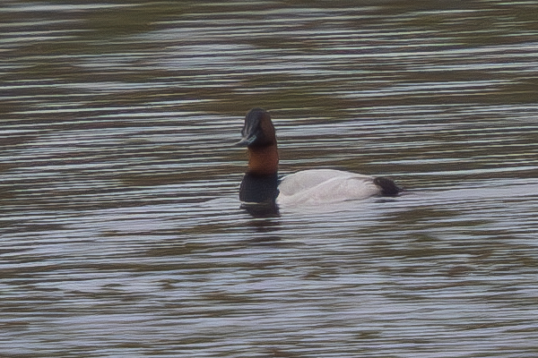 Canvasback