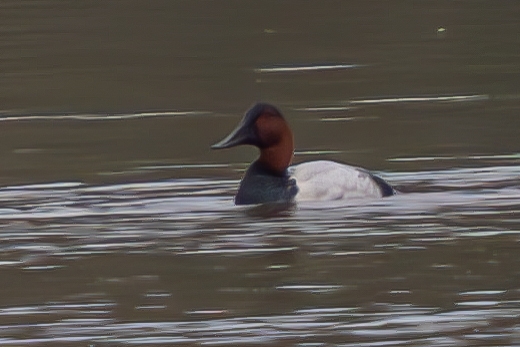 Canvasback