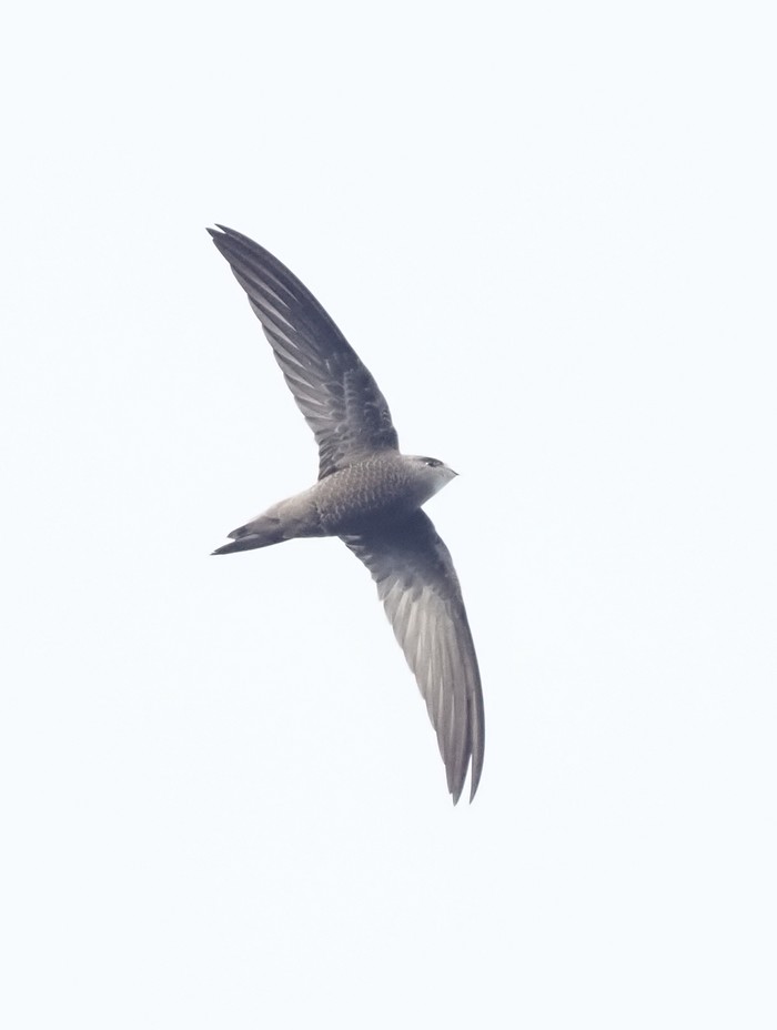 Pallid Swift
