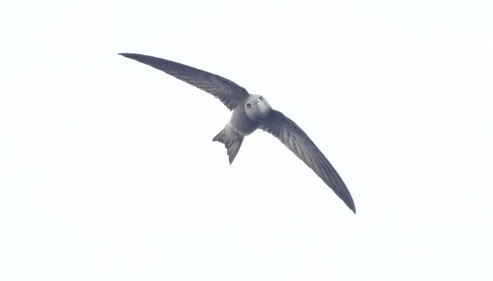 Pallid Swift