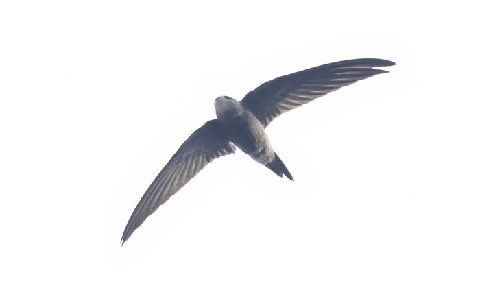 Pallid Swift