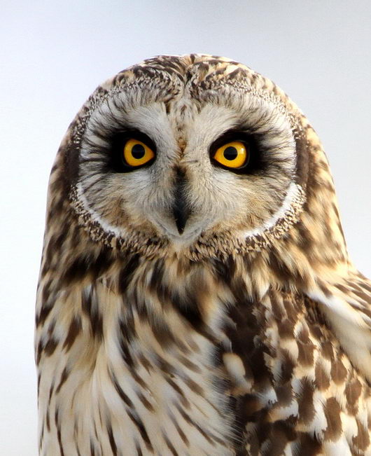 Short-eared Owl