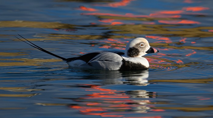 Long-tailed Duck