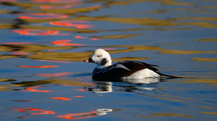 Long-tailed Duck