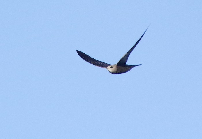 Pallid Swift
