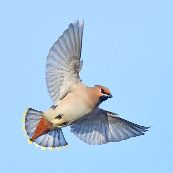 Waxwing