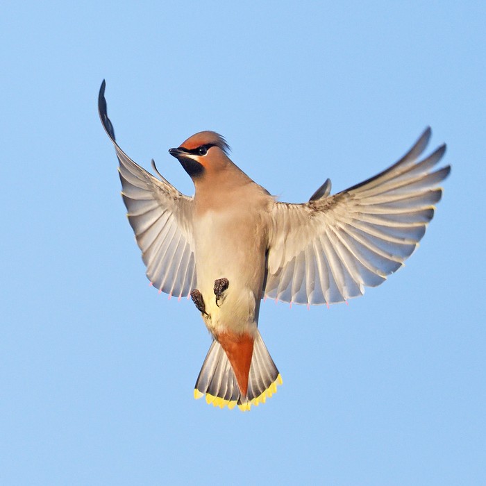 Waxwing