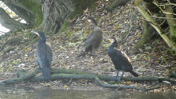 Shag
