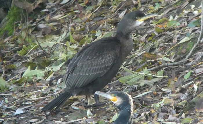Shag