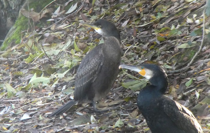Shag