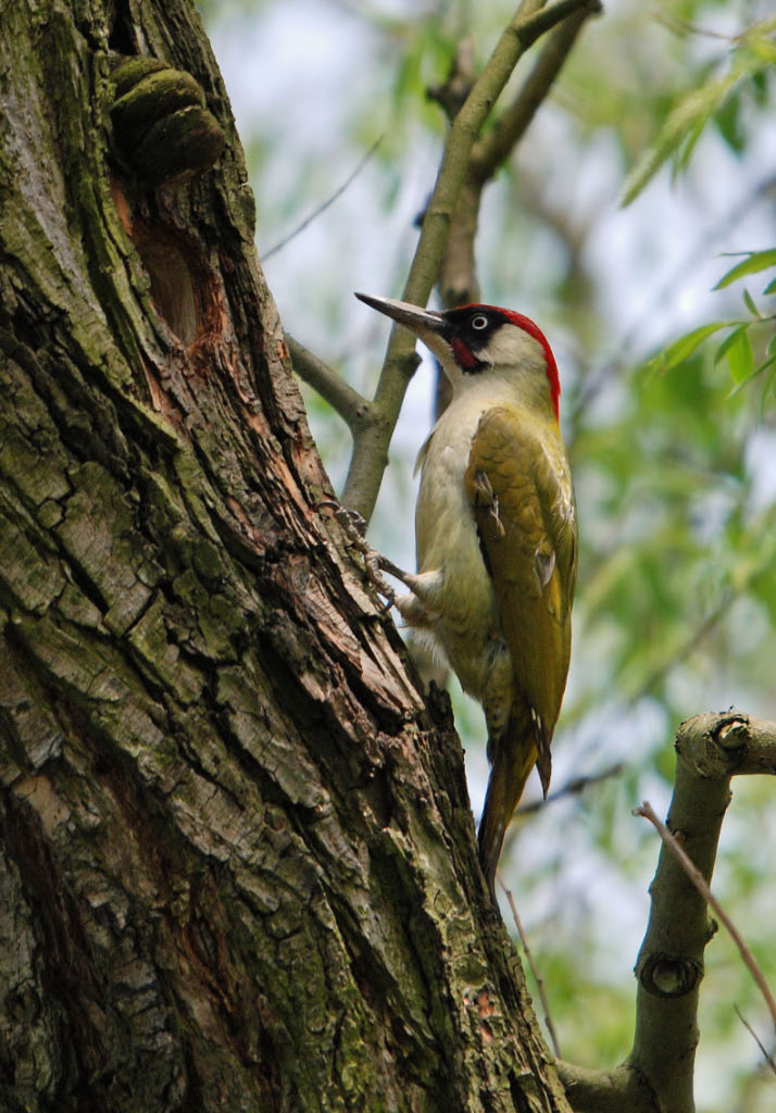 Green Woodpecker