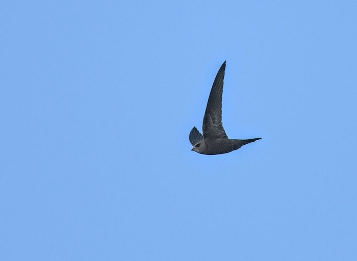 Pallid Swift