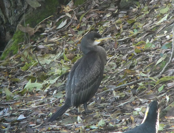 Shag
