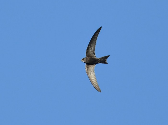 Pallid Swift