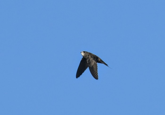 Pallid Swift