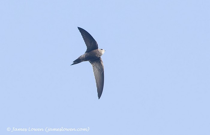 Pallid Swift