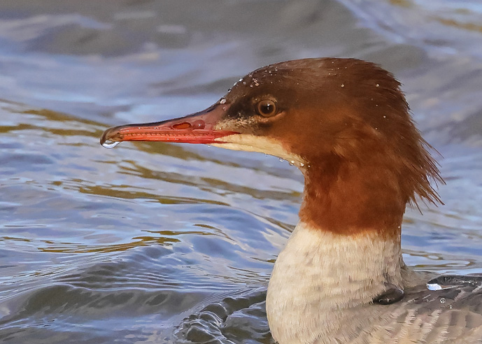 Goosander