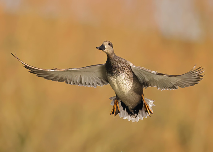 Gadwall