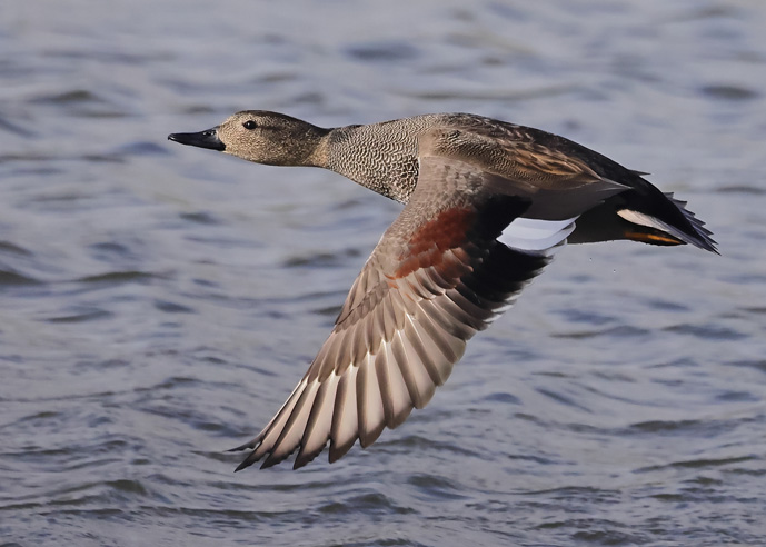 Gadwall