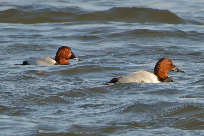 Canvasback