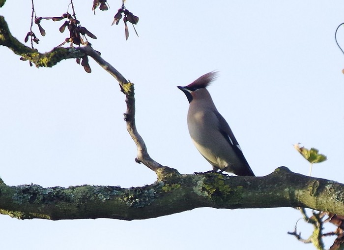 Waxwing