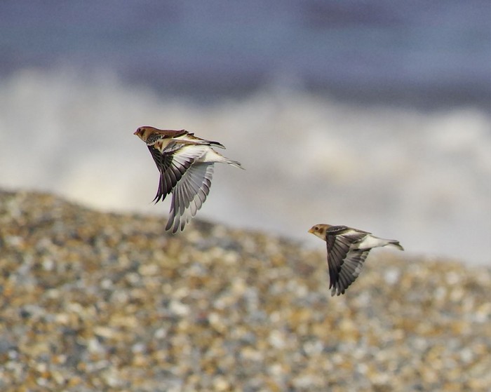 Snow Bunting