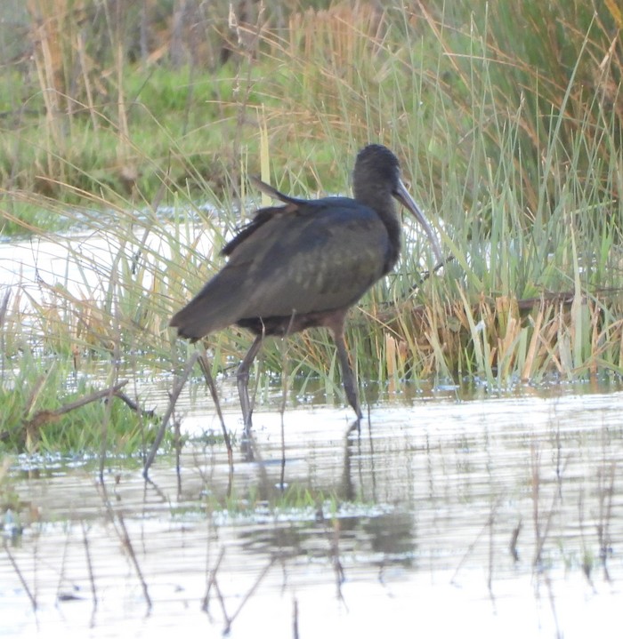 Glossy Ibis