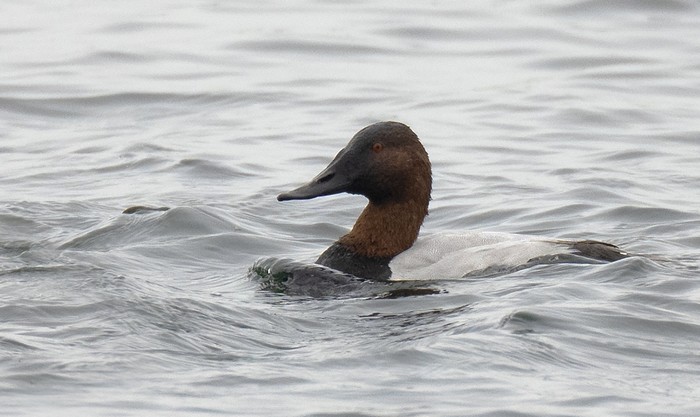Canvasback