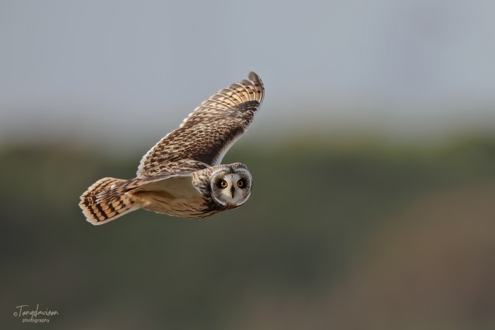 Short-eared Owl