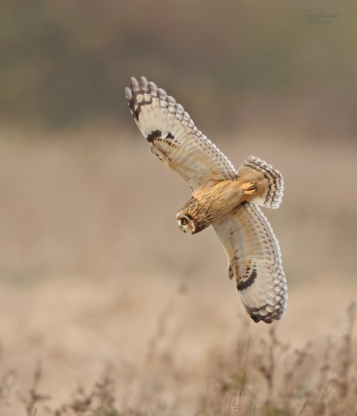 Short-eared Owl