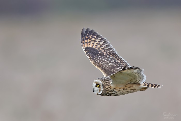 Short-eared Owl