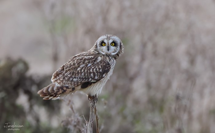 Short-eared Owl