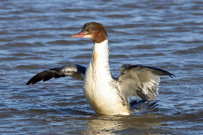 Goosander