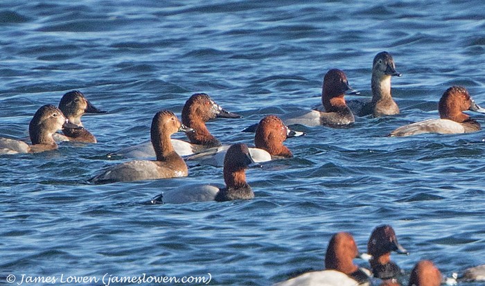 Canvasback