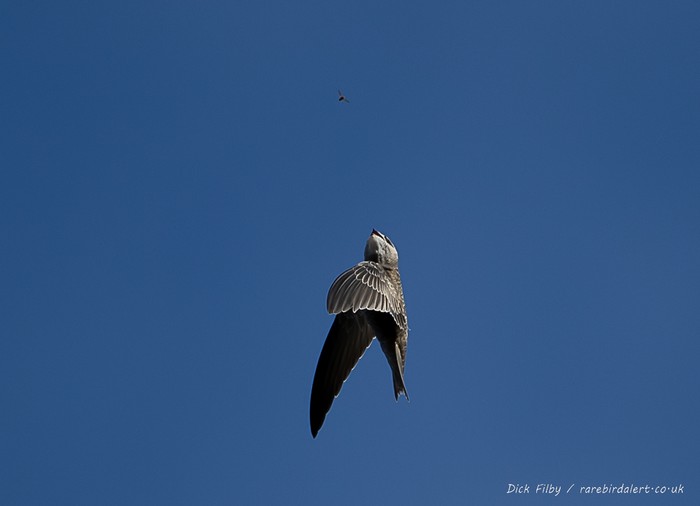 Pallid Swift
