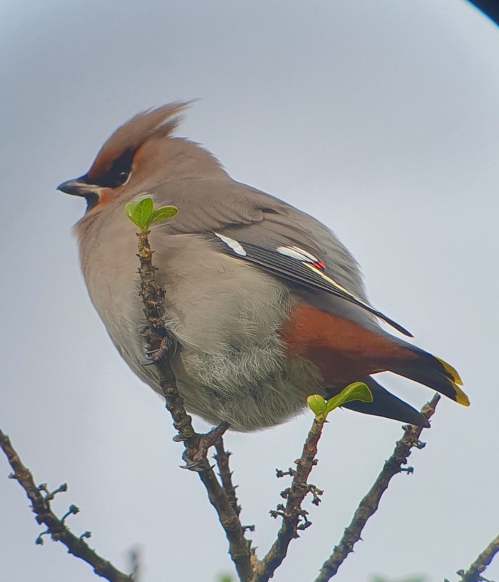 Waxwing