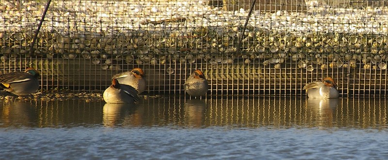 Green-winged Teal