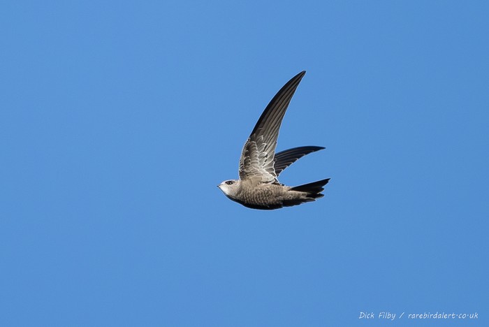 Pallid Swift