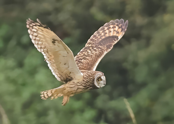 Short-eared Owl