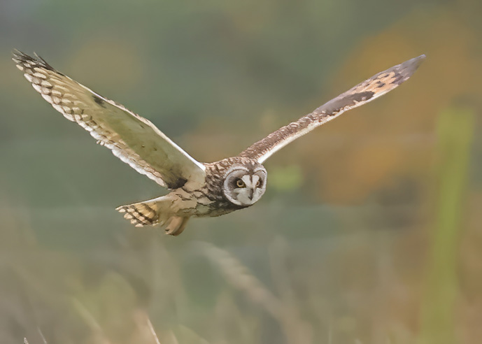 Short-eared Owl