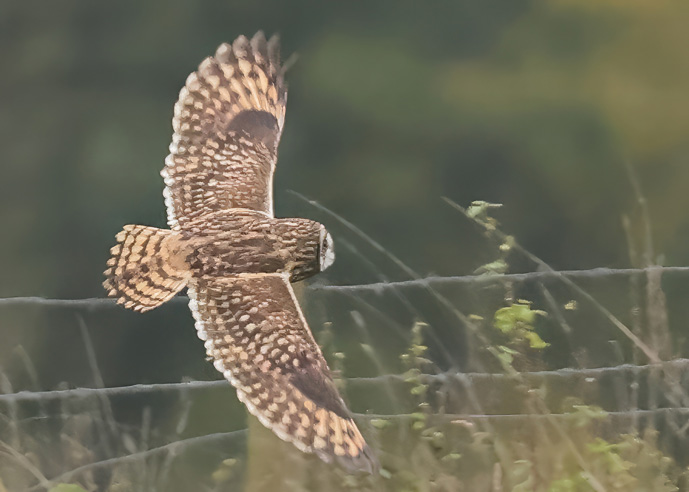 Short-eared Owl