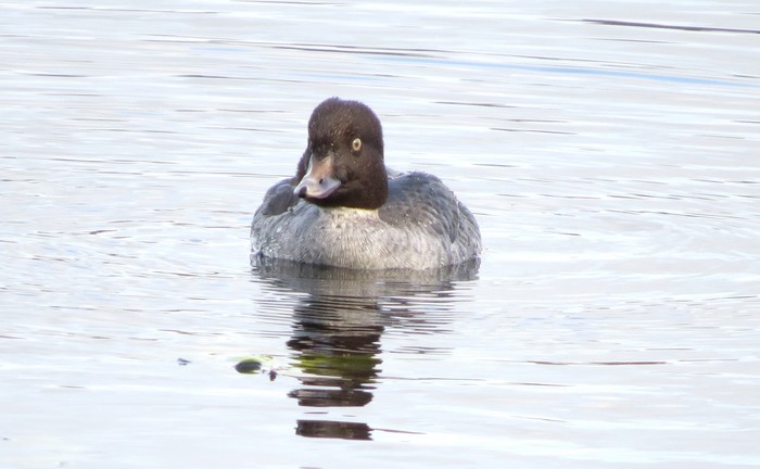Goldeneye