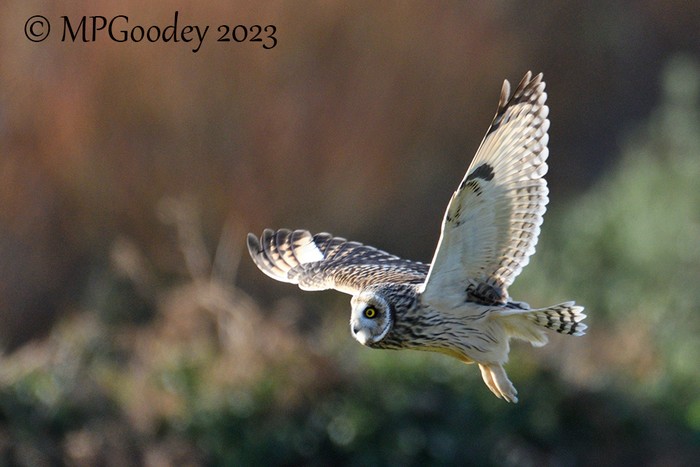 Short-eared Owl