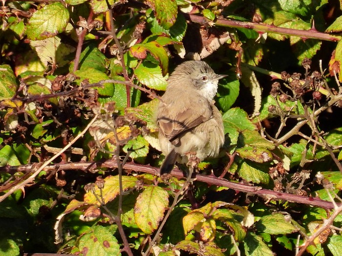 Turkestan Lesser Whitethroat
