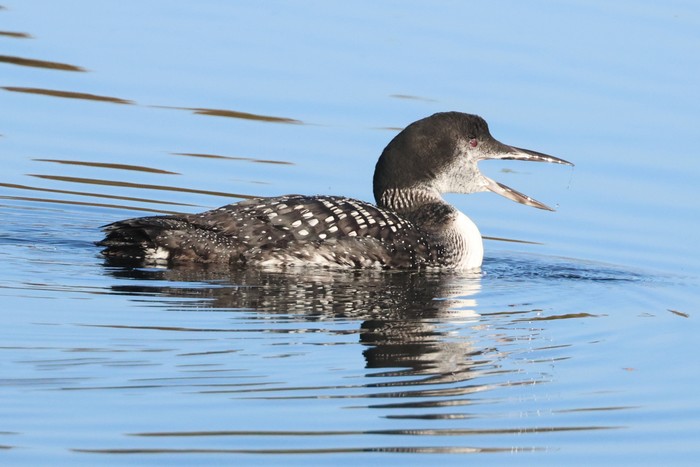 Great Northern Diver